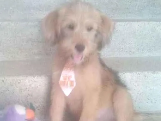 Cachorro ra a não identificada idade 2 a 6 meses nome Tob