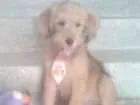Cachorro raça não identificada idade 2 a 6 meses nome Tob