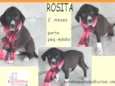 Rosita Bebezinha