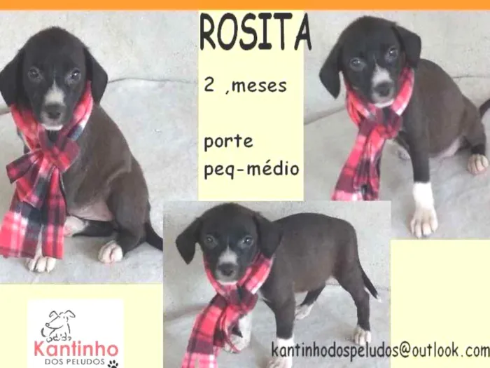 Cachorro ra a  idade 2 a 6 meses nome Rosita Bebezinha