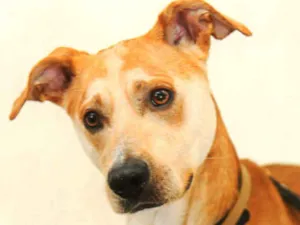 Cachorro raça SRD idade 2 anos nome Caramelo