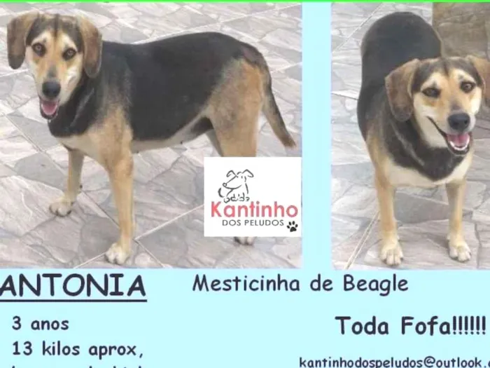 Cachorro ra a  idade 3 anos nome Antonia