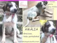 Amália Filhote