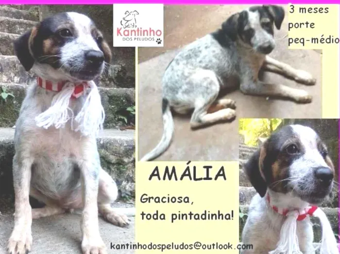 Cachorro ra a  idade 2 a 6 meses nome Amália Filhote