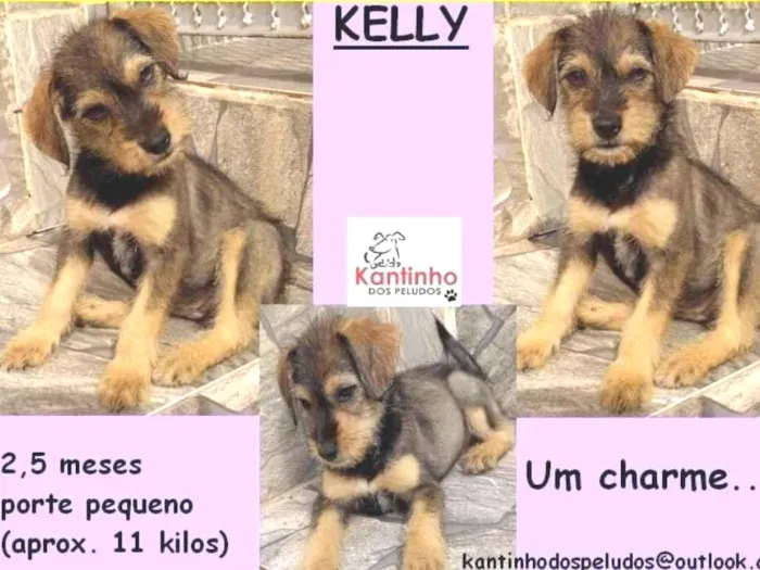 Cachorro ra a  idade 2 a 6 meses nome Kelly Bebezinha
