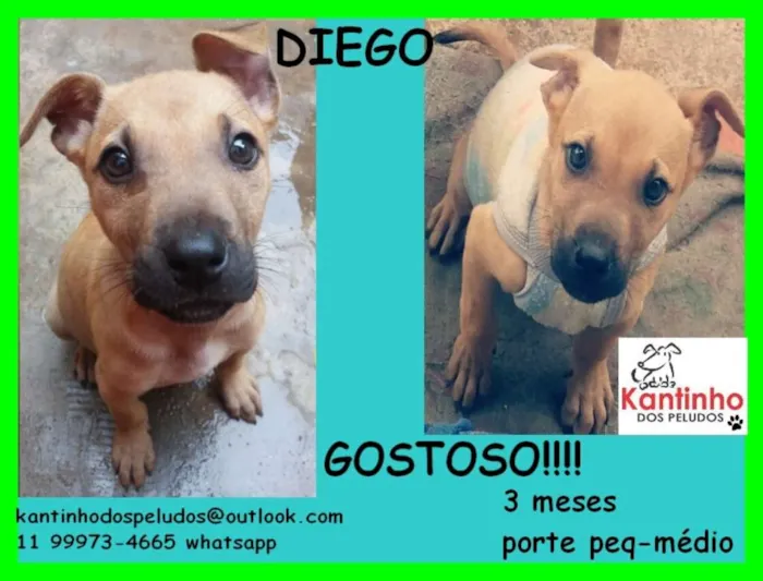 Cachorro ra a  idade 2 a 6 meses nome Diego Bebezinho