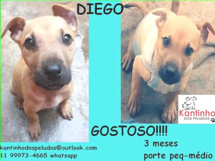 Cachorro ra a  idade 2 a 6 meses nome Diego Bebezinho
