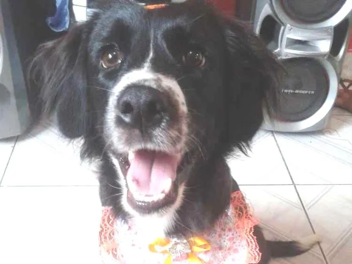 Cachorro ra a Sem raça definida idade 7 a 11 meses nome Cloe