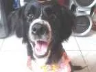 Cachorro raça Sem raça definida idade 7 a 11 meses nome Cloe