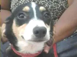 Cachorro raça  idade 7 a 11 meses nome Leonardo Filhote