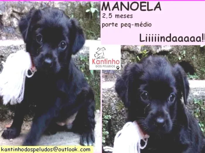 Cachorro ra a  idade 2 a 6 meses nome Manoela Bebezinha