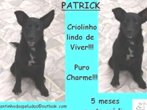 Cachorro raça  idade 2 a 6 meses nome Patrick Filhote