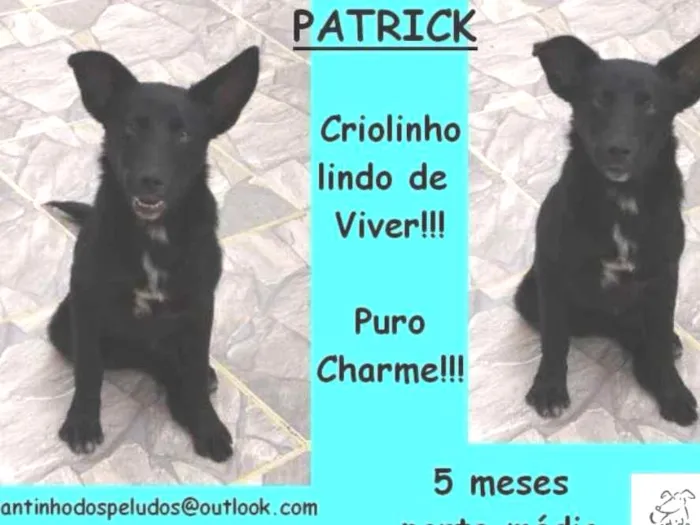 Cachorro ra a  idade 2 a 6 meses nome Patrick Filhote