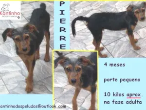 Cachorro raça  idade 2 a 6 meses nome Pierre Filhote