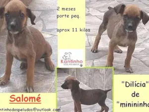 Cachorro raça  idade 2 a 6 meses nome Salomé Bebezinha