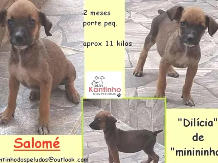 Cachorro ra a  idade 2 a 6 meses nome Salomé Bebezinha
