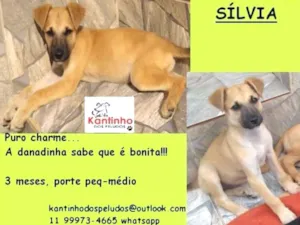 Cachorro raça  idade 2 a 6 meses nome Silvia Bebezinha