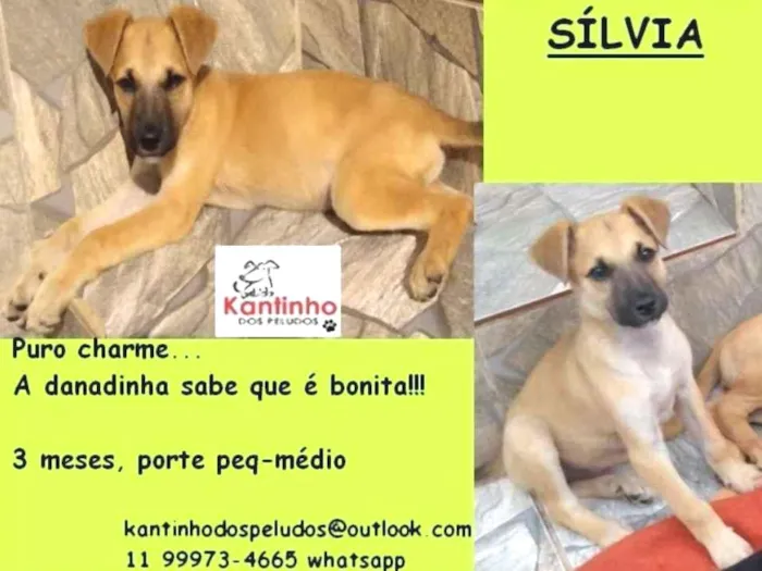 Cachorro ra a  idade 2 a 6 meses nome Silvia Bebezinha