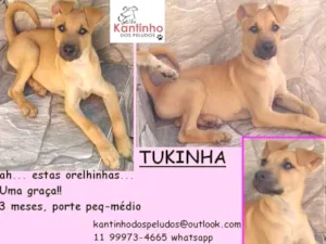 Cachorro raça  idade 2 a 6 meses nome Tukinha Bebezinha