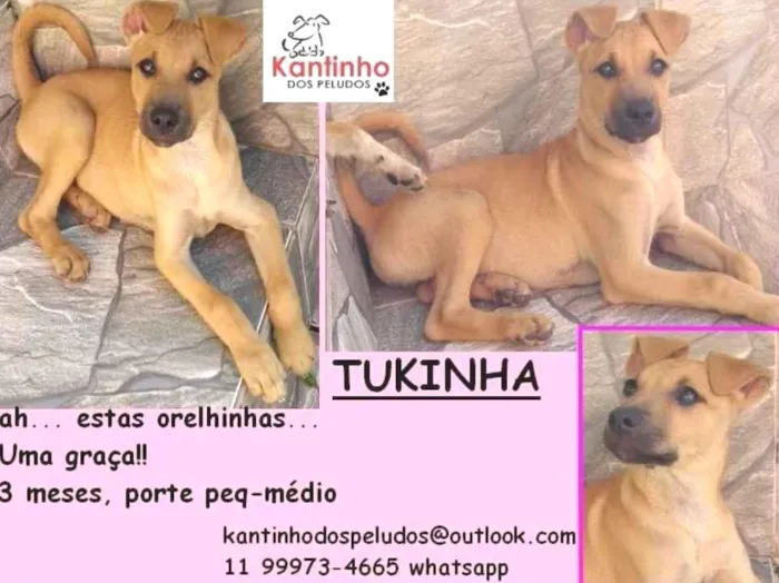 Cachorro ra a  idade 2 a 6 meses nome Tukinha Bebezinha