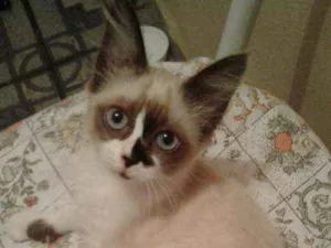 Gato raça  idade 2 a 6 meses nome Juju