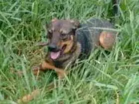 Cachorro raça SRD idade 2 anos nome Kisame