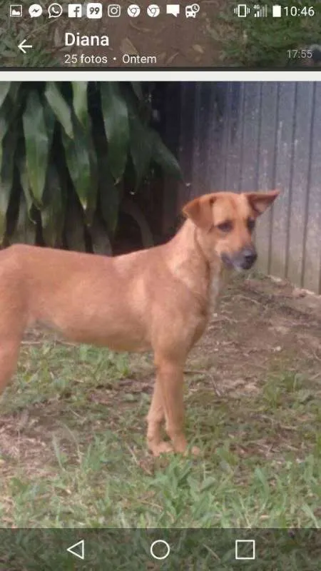 Cachorro ra a SRD idade 2 anos nome Lucy