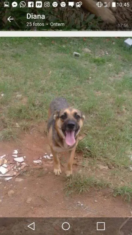 Cachorro raça SRD idade 2 anos nome Luffy