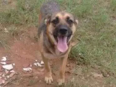 Cachorro raça SRD idade 2 anos nome Luffy