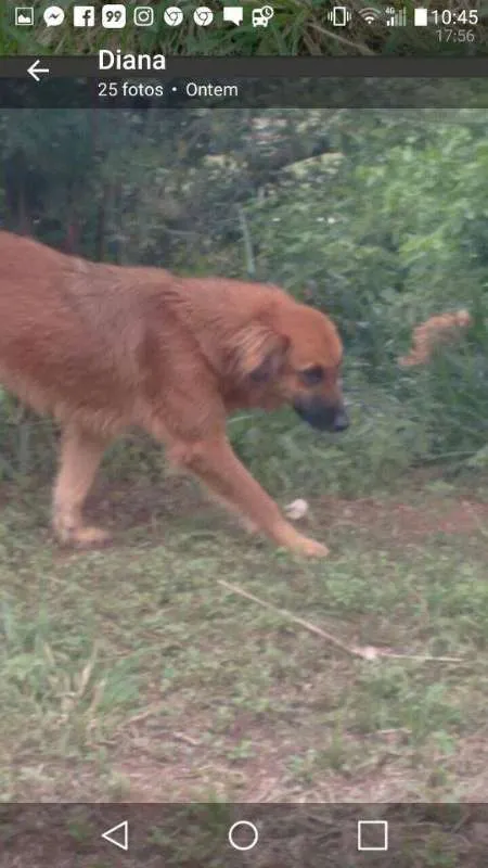Cachorro ra a SRD idade 2 anos nome Pequena