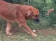 Pequena