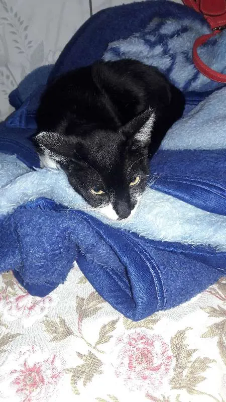 Gato ra a Srd idade 1 ano nome Perna