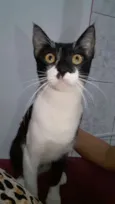 Perna