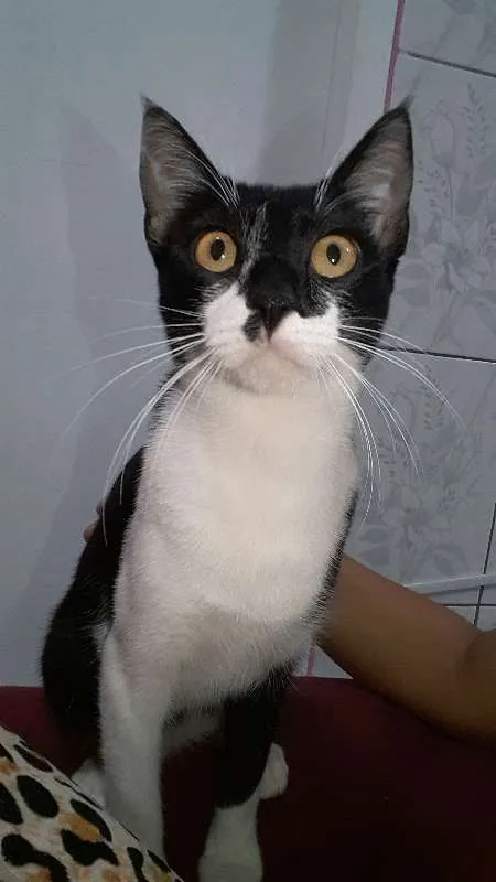 Gato ra a Srd idade 1 ano nome Perna