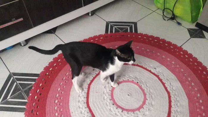 Gato ra a Srd idade 1 ano nome Perna