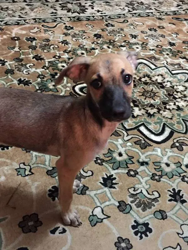 Cachorro raça SRD idade 2 a 6 meses nome Raquel (apelido)