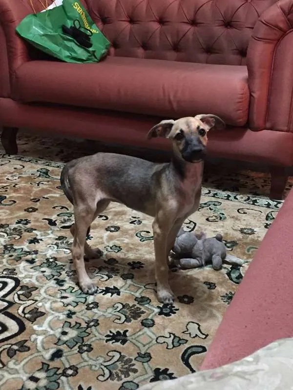 Cachorro raça SRD idade 2 a 6 meses nome Raquel (apelido)