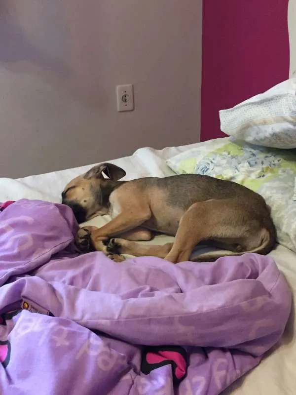 Cachorro raça SRD idade 2 a 6 meses nome Raquel (apelido)