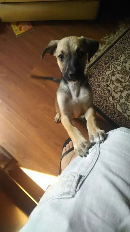 Cachorro raça SRD idade 2 a 6 meses nome Raquel (apelido)