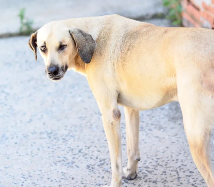 Cachorro ra a Srd idade 5 anos nome Pirata