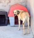 Pirata