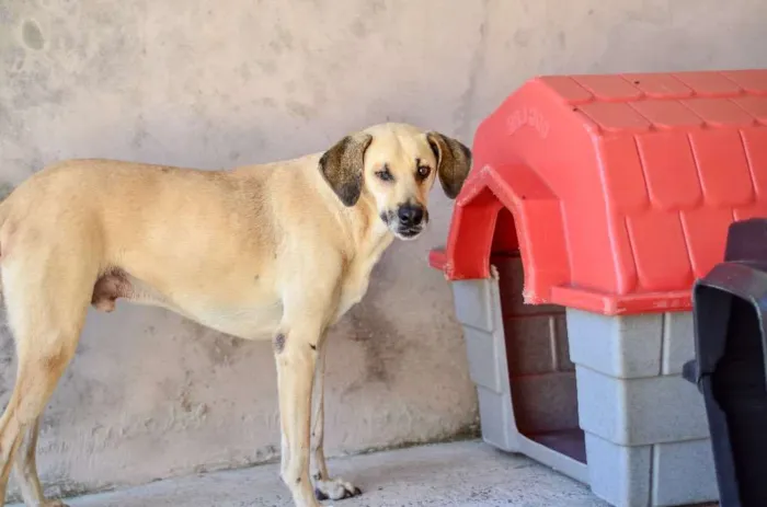 Cachorro ra a Srd idade 5 anos nome Pirata