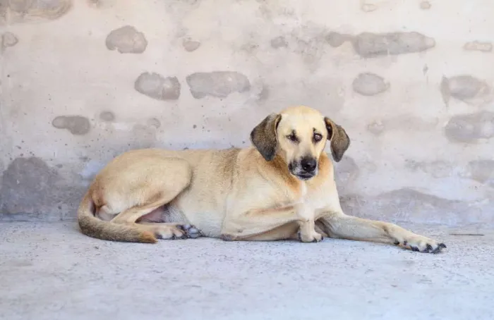 Cachorro ra a Srd idade 5 anos nome Pirata