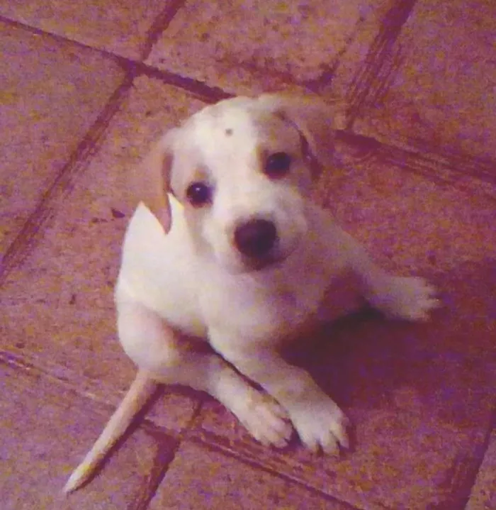 Cachorro ra a srd idade 2 a 6 meses nome sem nome