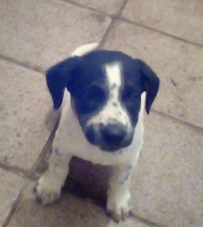 Cachorro ra a srd idade 2 a 6 meses nome sem nome