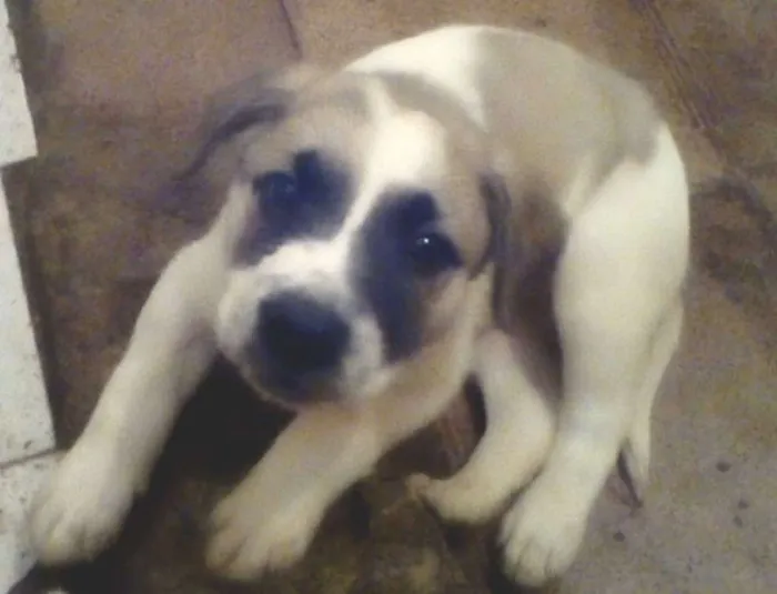 Cachorro ra a srd idade 2 a 6 meses nome sem nome