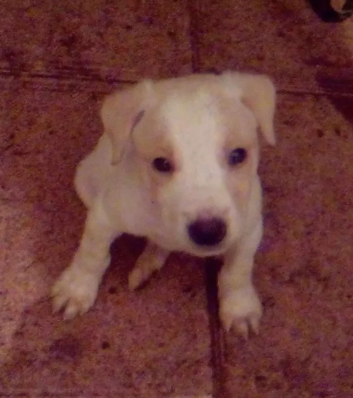 Cachorro ra a srd idade 2 a 6 meses nome sem nome