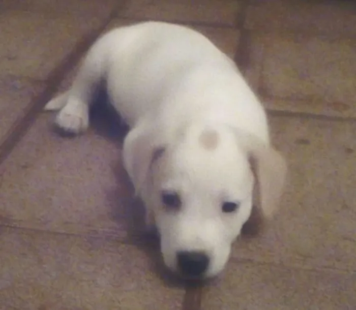 Cachorro ra a srd idade 2 a 6 meses nome sem nome