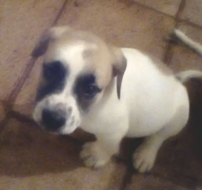 Cachorro ra a srd idade 2 a 6 meses nome sem nome