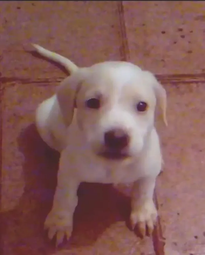 Cachorro ra a srd idade 2 a 6 meses nome sem nome
